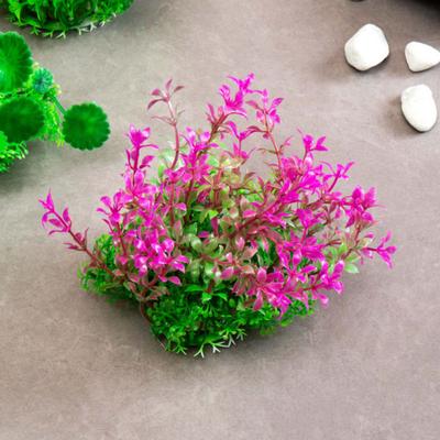 [Pet] Aquatic Plants For Fish Tank M