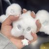 Kpop NCT WISH Mini Plush Keychain Lovely Star Wing Doll Pendant Trendy Bag Ornament for Teens Daily Decoration Gift