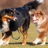Bissfeste Oberfläche Hundetraining Bissbeutel Outdoor Haustier Spieltasche Outdoor Hund Zerrspiel