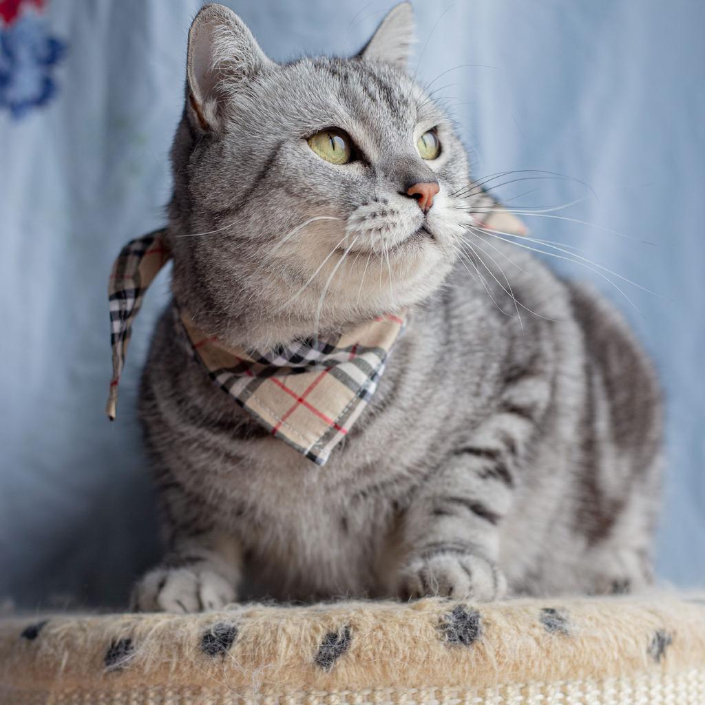 British plaid pet saliva towel, spring and summer dog cat triangle scarf, European and American printed fruit pet scarf