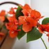 Multicolor Bougainvillea Artificial Flower Vine Hanging Decoration Green Leaves Simulation Flower Vine DIY Photo Props