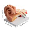 Modèle Anatomique d'Oreille Humaine Agrandie Modèle Anatomique de l'Organe Auditif Matériel Pédagogique pour Étudiant Médecin