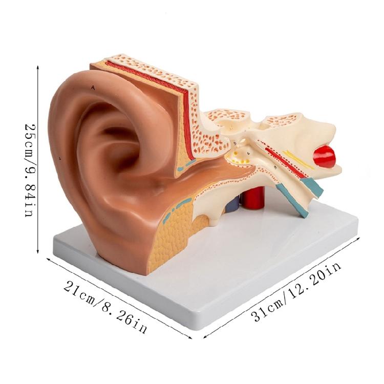 Modèle Anatomique d'Oreille Humaine Agrandie Modèle Anatomique de l'Organe Auditif Matériel Pédagogique pour Étudiant Médecin