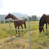 Ranch Electric Fence Spring Gate for Livestock - Cattle, Horse, Sheep, Pig Farm Accessory