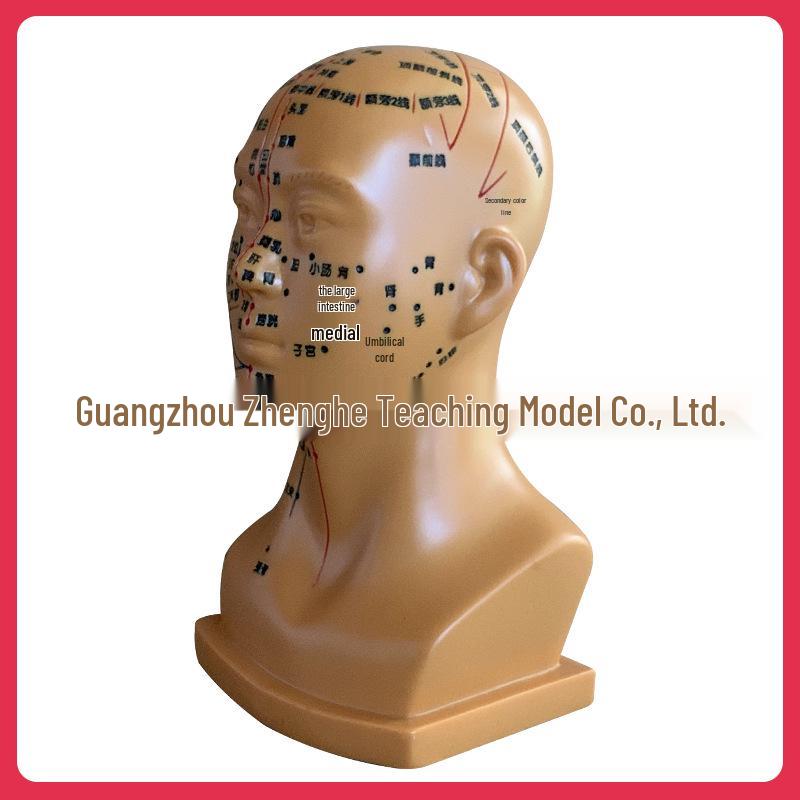 High-Definition Acupuncture Engraved Head Model with Full Facial Acupoints for Human Body Massage Chart