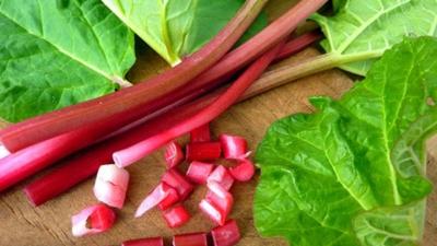 20 Semi di Rabarbaro - Orto perenne - Semi contadini riproducibili - Semiselvatico
