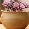 Large Retro Unglazed Coarse Pottery Succulent Planter - Breathable Orchid and Green Plant Pot