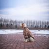 Classic Knit Turtleneck Cold Weather Dog Sweaters, Soft Plaid Pullover Knitwear Stretchy Pet Winter Warm Clothes(Rhombus)