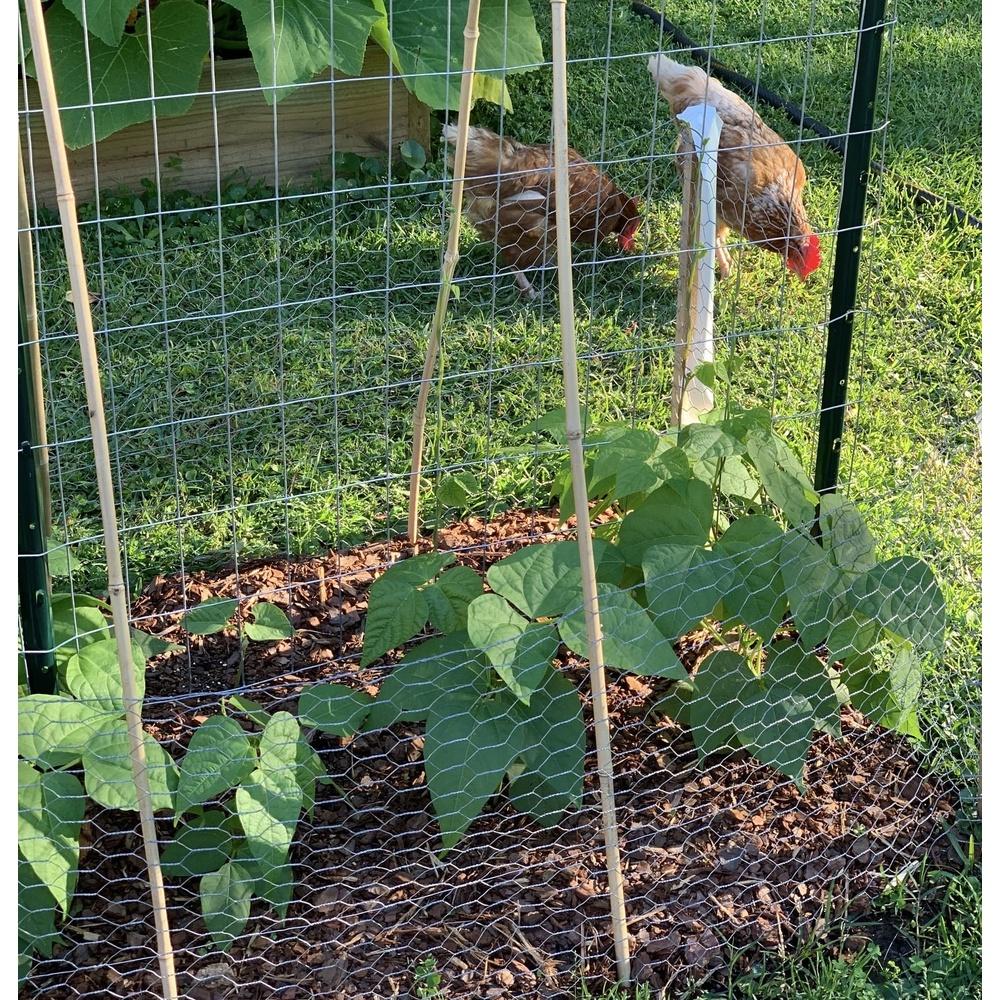 Galvanized Steel Chicken Wire Roll 24in X 50ft Lightweight Durable Hexagonal Mesh Animal Containment Garden Fencing Plant