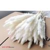 Preserved Small Dried Reed Rabbit Tail Flower Bouquet