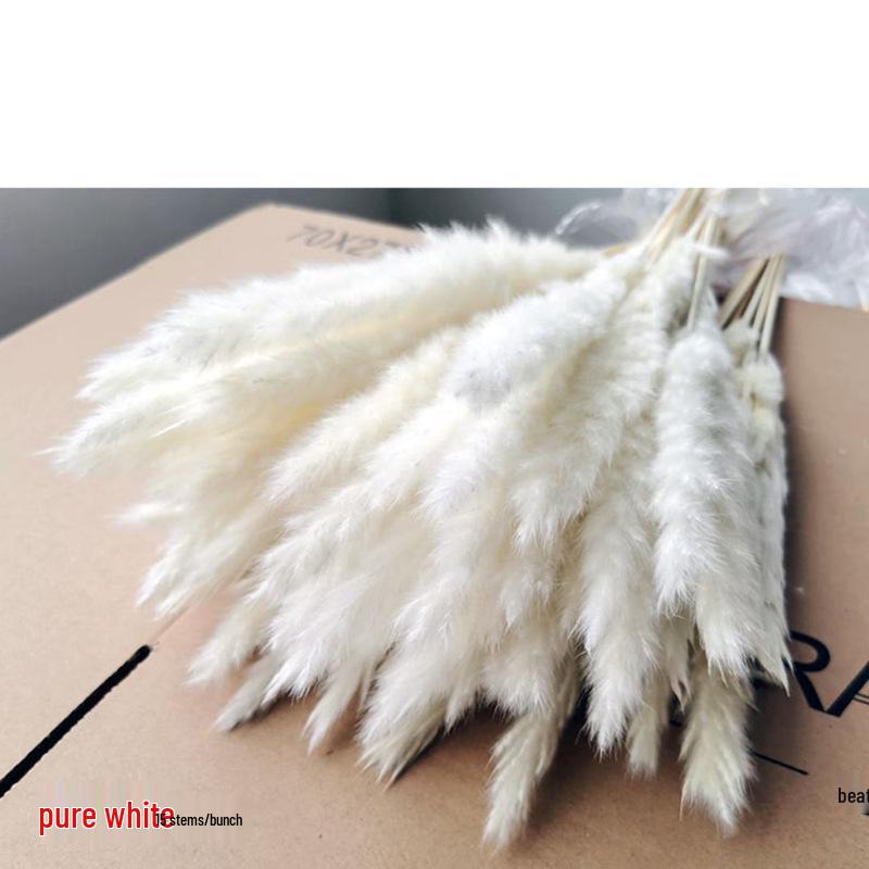 Preserved Small Dried Reed Rabbit Tail Flower Bouquet