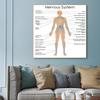 Human Organs Brain Liver Heart Anatomy Poster Print Canvas Painting Human Body Map Medical Classroom Office Room Home Decoration