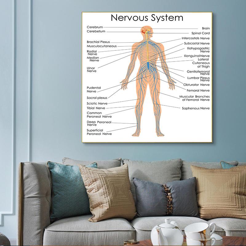 Human Organs Brain Liver Heart Anatomy Poster Print Canvas Painting Human Body Map Medical Classroom Office Room Home Decoration