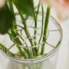 Thickened Hydroponic Flower Vase Creative Clear Cylinder Vase  Wedding Centerpieces