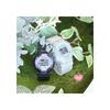 Sun Flame J-Axis Cinnamoroll Digital Watch with Backlight, Alarm Function, Girls Clear Design