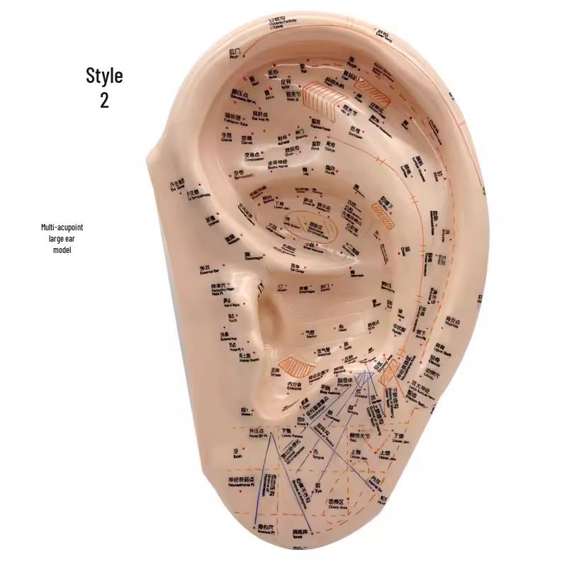 40cm Large Acupuncture Ear Point Model for Massage & Teaching