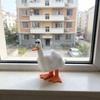 Creative Resin Middle Finger Duck Figurine – Unique Home & Garden Decor