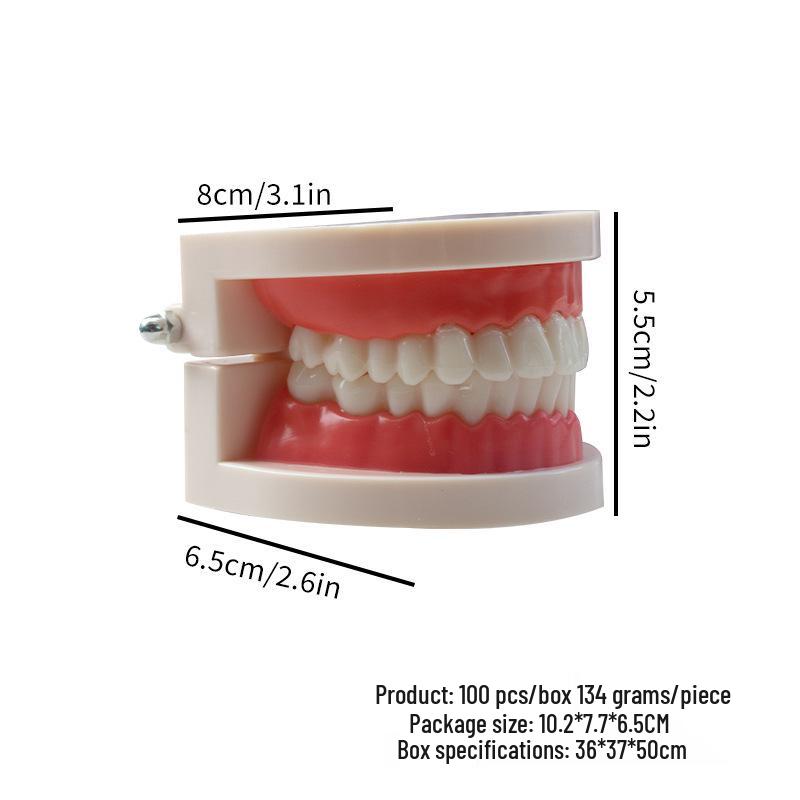 Kindergarten Oral Teaching Tooth Resin Model