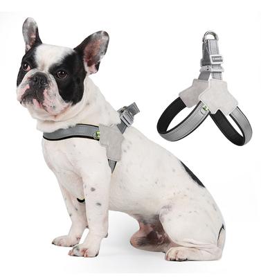 Köpek – Köpek Tasmaları ve Tasma Kayışları