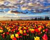 RUOPOTY DIY Frame Oil Painting By Numbers Tulip Flower Home Decor Acrylic Home Decor On Canvas Wall Art Picture For Living Room