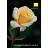 Nikon High Magnification Zoom Lens AF-S DX NIKKOR 18-300mm f/3.5-6.3G ED VR for Nikon DX Format