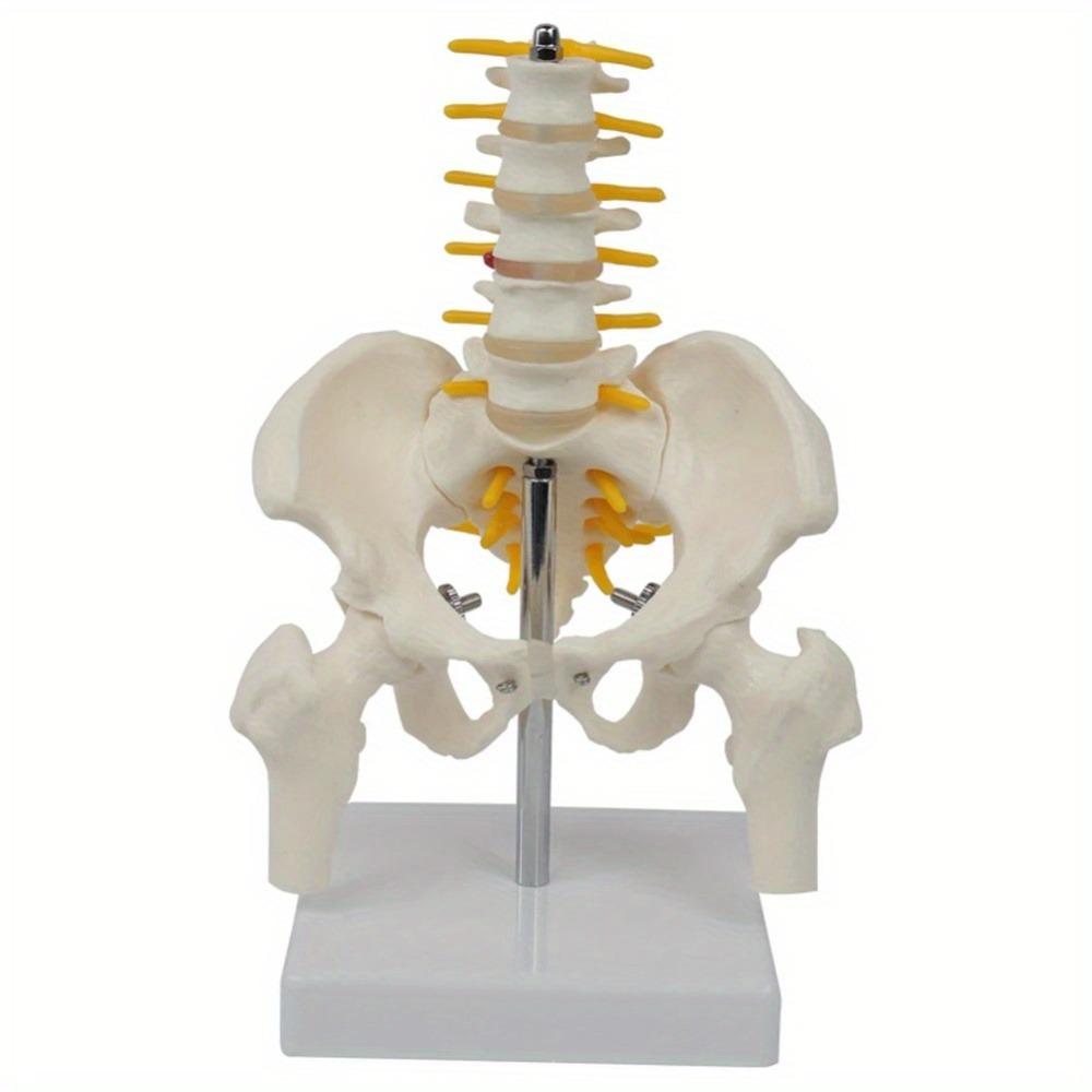 1 buc PVC Pelvis Uman Cu Cinci Vertebre Lombare și Model Femur Ortopedie Coloană Vertebrală Model Coloană Vertebrală Anatomie Schelet