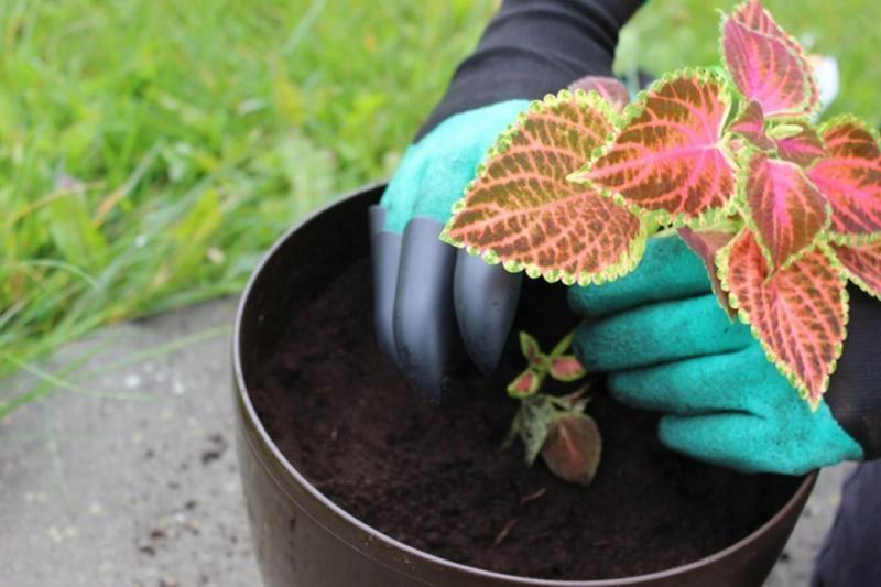 Gardenline Rękawice Ogrodowe Z Pazurami Tel9903