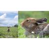 Tamron 50-400mm F/4.5-6.3 Di III VC VXD for Nikon Full Frame Mirrorless Cameras