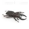 Insect Animal Model Pvc Collection For Educational Display And Collection Enthusiasts