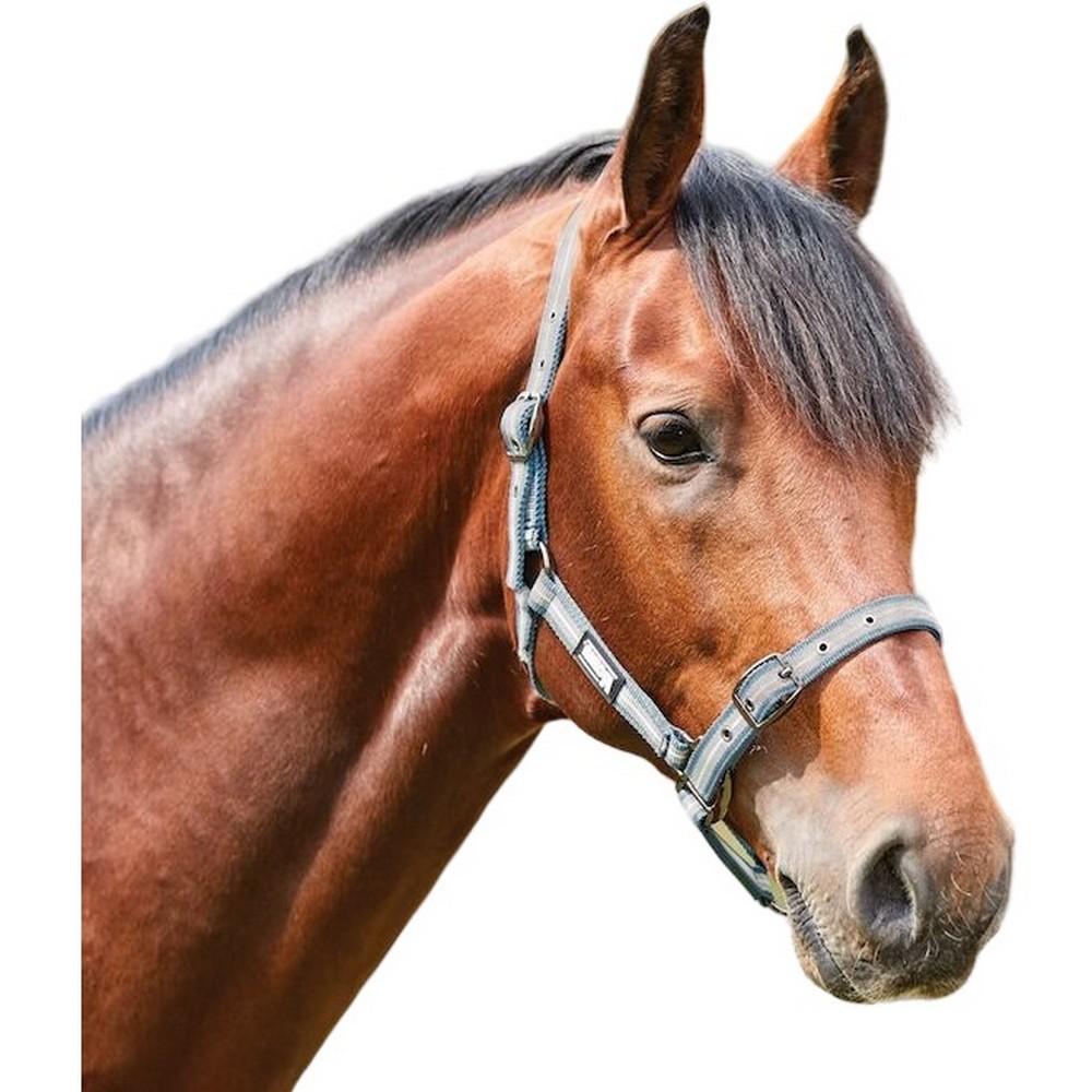 ROMA Gestreiftes Pferdehalfter