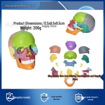 15-Piece Detachable Skull Model for Medical Aesthetic Dentistry Teaching