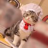 Katzen und Hunde Haustierkleidung Lustiger Koch in Kleidung Hut Anzug Thanksgiving Outfits für Hunde