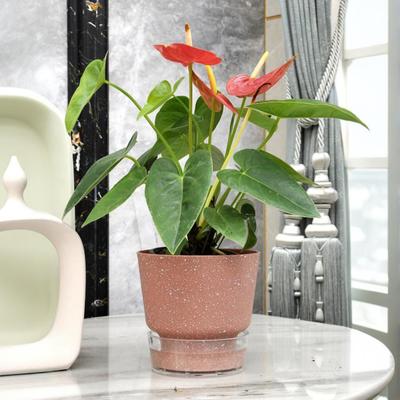 Vaso da Fiori Autoirrigante Fioriera con Serbatoio Visibile Foro di Drenaggio Fioriera Autoirrigante con Corda Assorbente per Piante da Interno ed Esterno