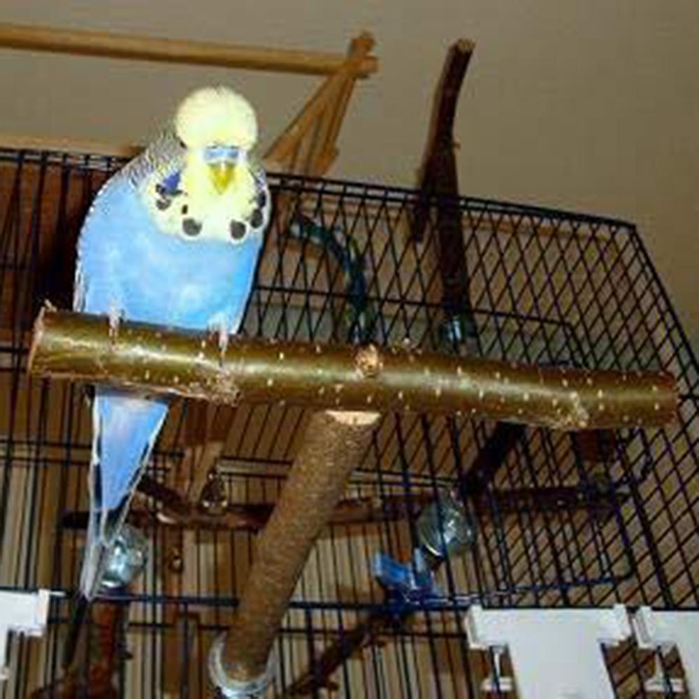 parakeet supplies