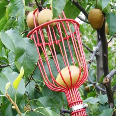Telescopic Stainless Steel Fruit Picker for Loquat, Peach, Apple, Plum, Persimmon