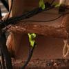 Flexible Plastic Jungle Vines Branches Simulation Jungle Climbing Branches  Bearded Dragon