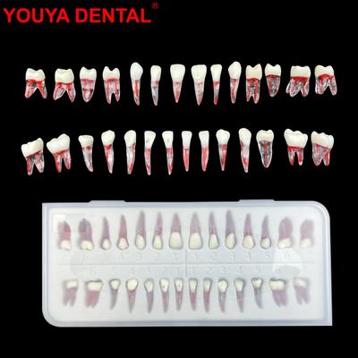 28pc/set Endodontic Teeth Training Dental Endo Teeth Root Canal Model Dentistry RCT Pulp Cavity Block Practice Teaching Studying