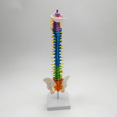 Columna vertebral biológica, modelo de columna vertebral humana con vértebras, nervios, arterias y pelvis.