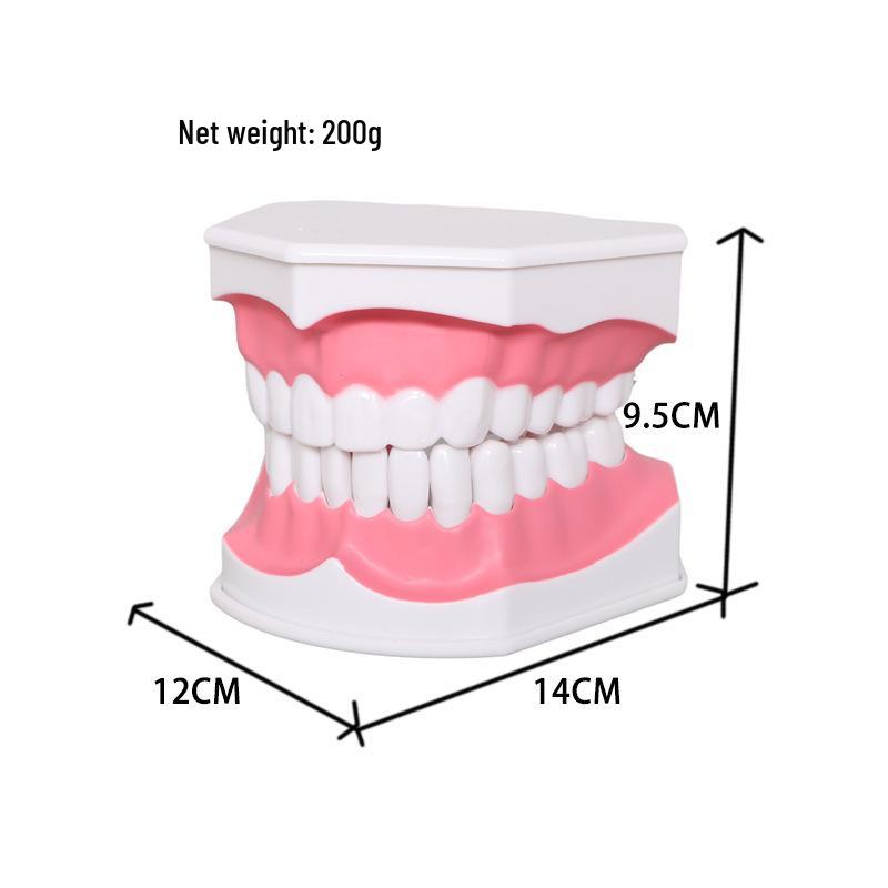Прозора Знімна Повна Модель Щелепи з М'якими Яснами та Зубами для Підготовки до Імплантації