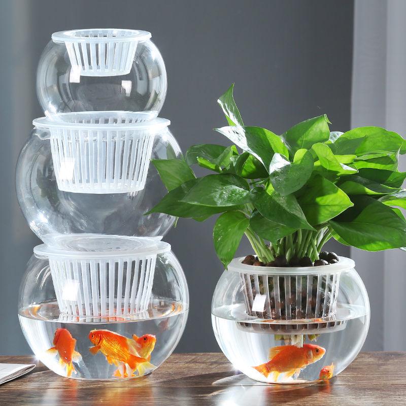 Hydroponic Glass Cylinder Vase for Pothos & Peace Lily - Transparent Water Culture Container with Free Shipping.