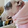 Ciepłe ubranka dla szczeniąt Zimowe Regulowane Ubrania dla Dużych Psów Różowe Płaszcze Whippet Greyhound dla Psów Wodoodporne Produkty dla Zwierząt