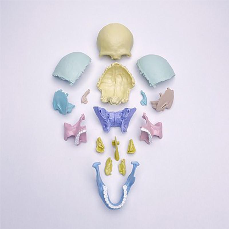Giocattoli Educativi Anatomia del Cranio per Bambini Modello Anatomico degli Organi del Corpo Umano Specimen Cavità Orale Ausili Didattici Montessori