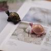for Turtle Candle Silicone Mold for Handmade Desktop Decoration Gypsum Epoxy Resin Aromatherapy Candle Silicone Mould