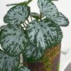 Reptile Plants Tropical Realistic Leaves Terrarium Tank Plant for Bearded Dragons Tortoises Tree Frogs Multiple Options