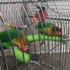 Bird Stand Perch Standing Bar U Shaped Scrub Station Cage Accessories top sale