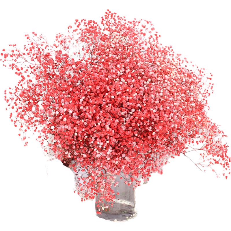 Eternal Gypsophila Bouquet: Color-Absorbing Ilocos Flowers for DIY Floral Arrangements and Wedding Decorations