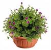 Plastic Pot Round Bowl 26 Cm Terracotta Pot Verona