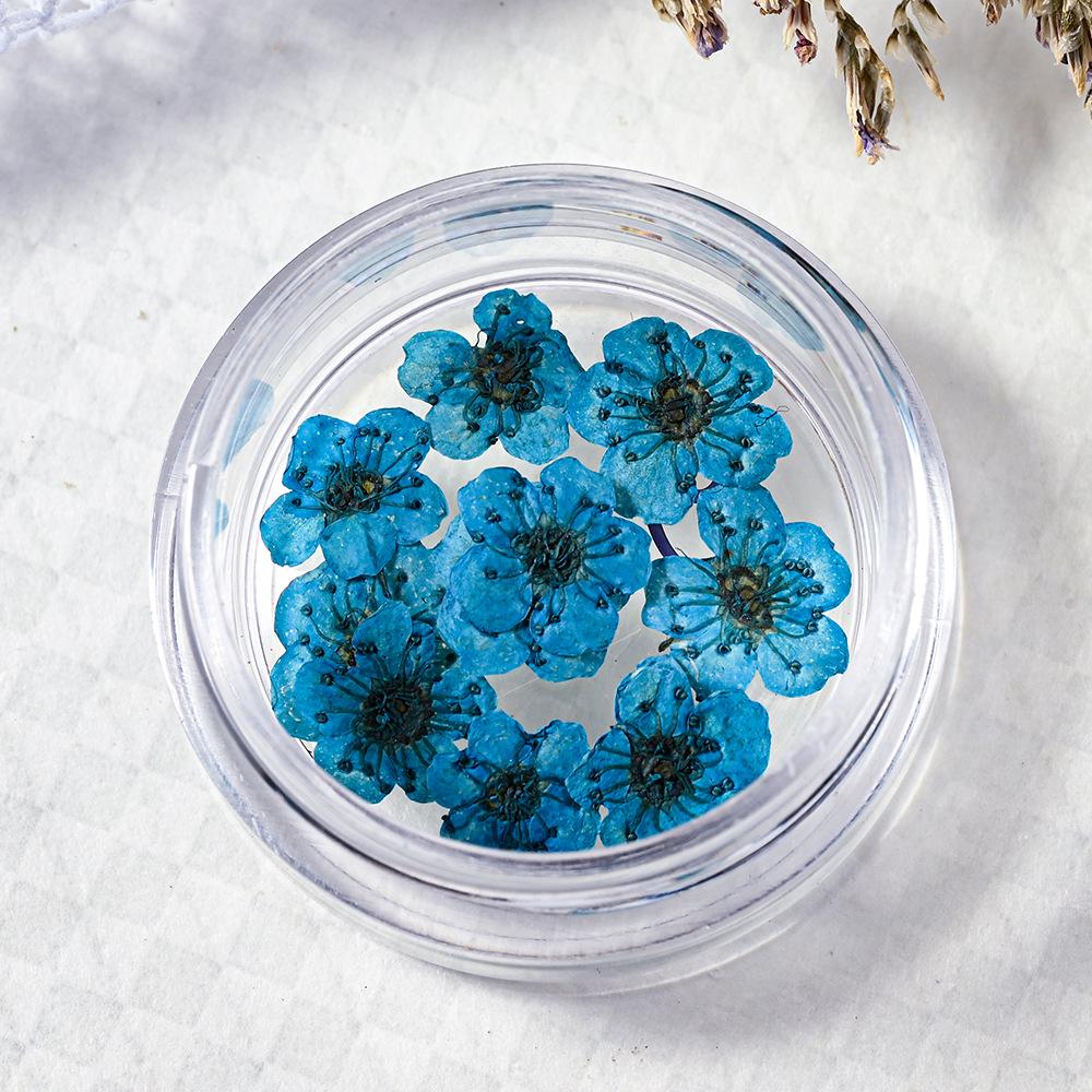 10PCS/Box Small Daffodil Dried Flower for Nail Art Decorations Natural Real Pressed Flower Making up Phone Case Mold Making