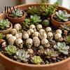 Window Display Gothic Decor 20Pcs Creative Miniature Skull Figurines, Cool Statues for Garden Bonsai Ghost Festival Table Accents Decoration,
