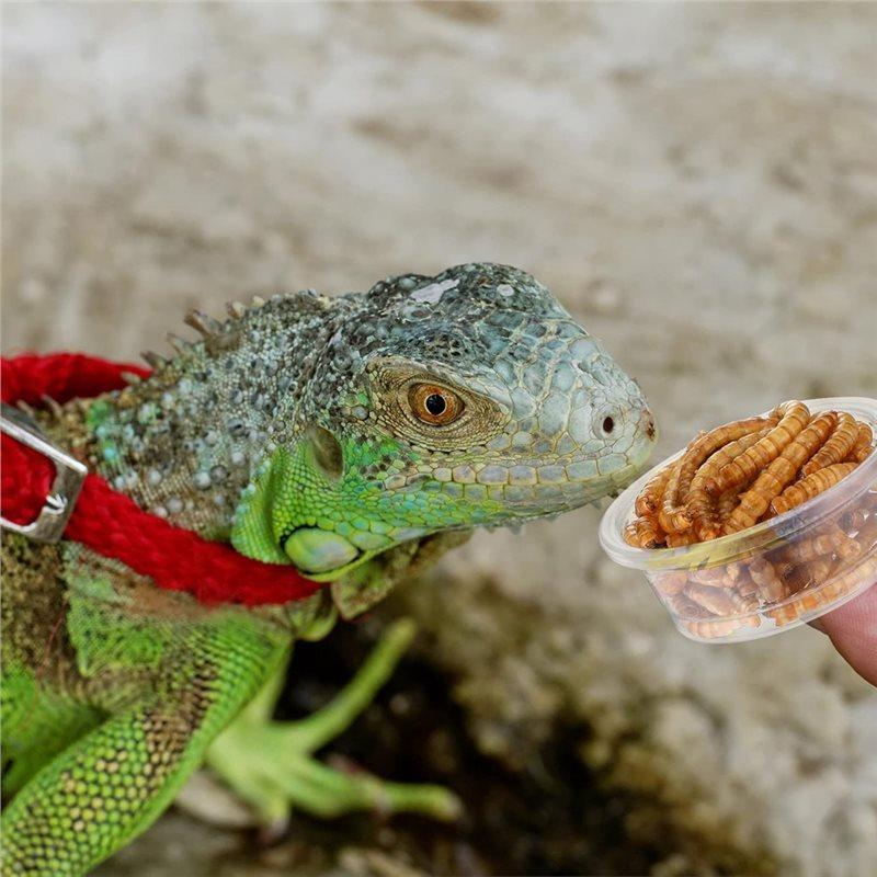 Gecko Food And Water Cups 300 Pcs Small Plastic Feeder Reptile Accessories Reptile Water Bowl